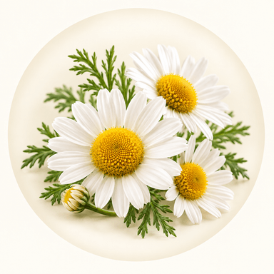 Chamomile